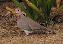 Image of <i>Streptopelia <i>senegalensis</i></i> senegalensis