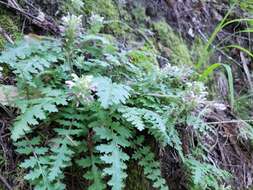 Image of Dudley's lousewort