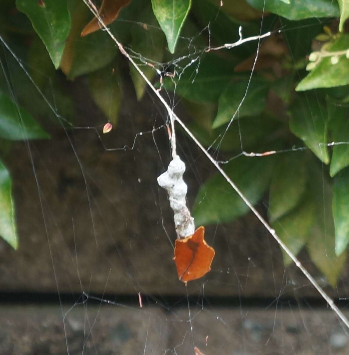 Image of Basilica Orbweaver