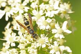 Image of Symmorphus bifasciatus (Linnaeus 1761)