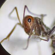 Image of Myrmecocystus semirufus Emery 1893