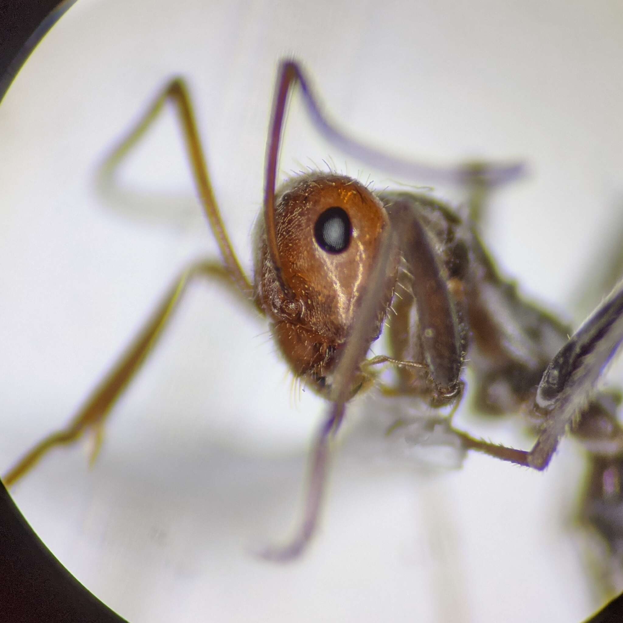Image of Myrmecocystus semirufus Emery 1893