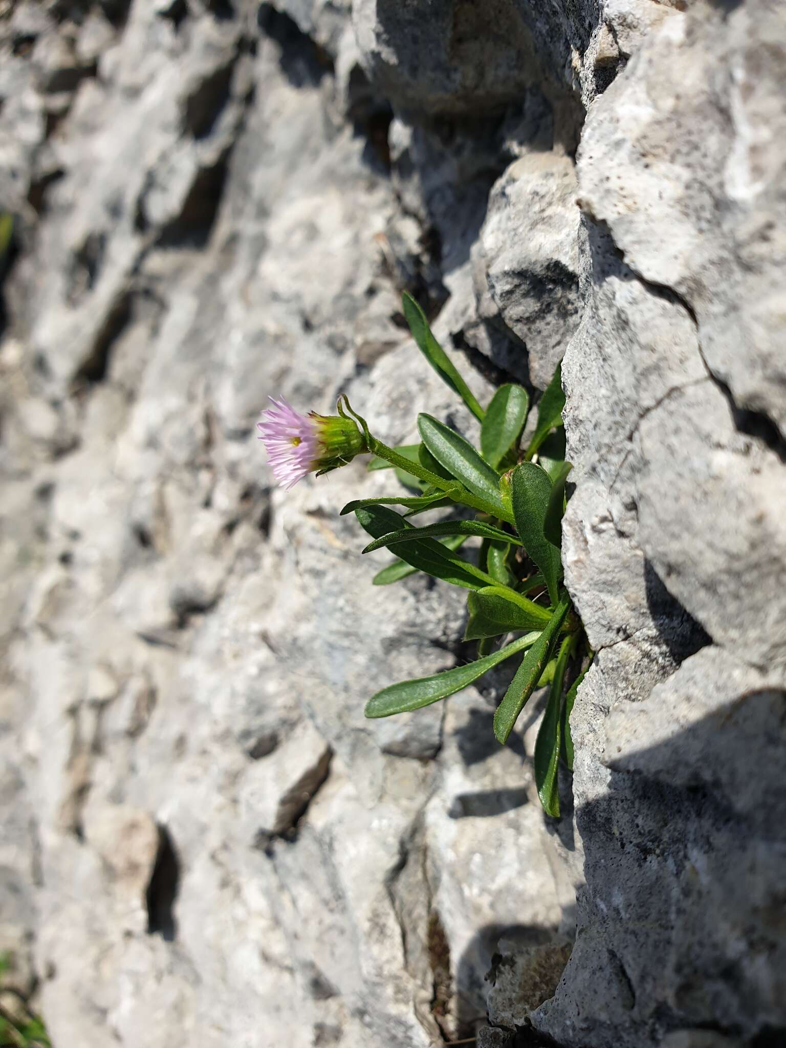 Image de Erigeron glabratus subsp. glabratus Hoppe & Hornsch. ex Bluff & Fingerh.