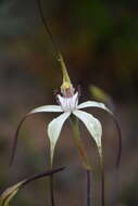 Image of Graceful spider orchid