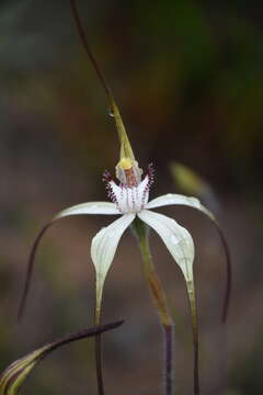 Image of Graceful spider orchid