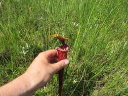 Image of <i>Sarracenia flava</i> var. <i>rubricorpora</i>