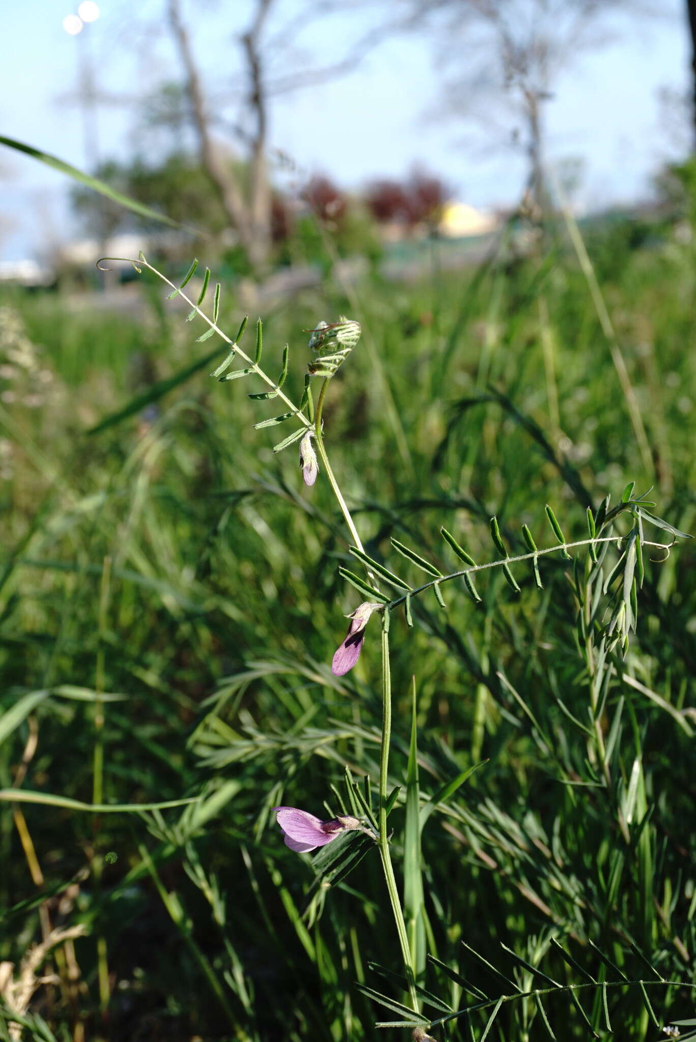 Image of wandering vetch