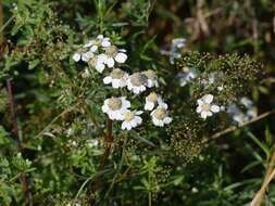 Image of Sneezeweed