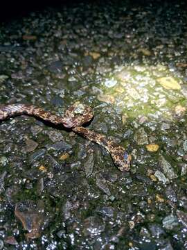 Image of Cloudy Snail-eating Snake