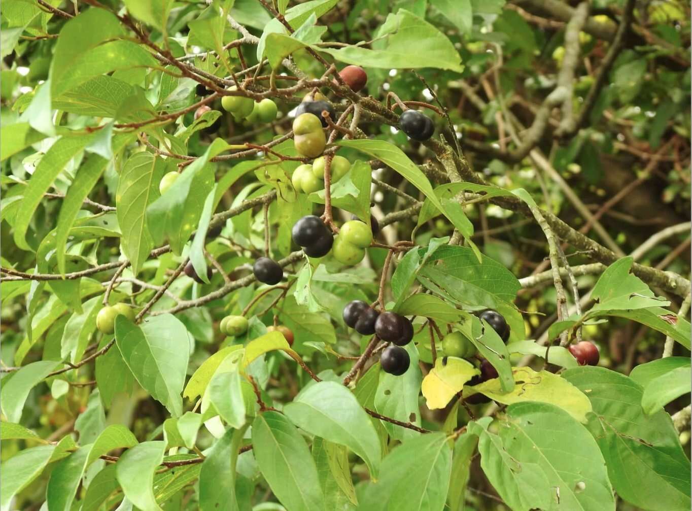 Image of Pygeum arboreum var. montanum (Hook. fil.)