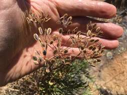 Image of Slickrock biscuitroot