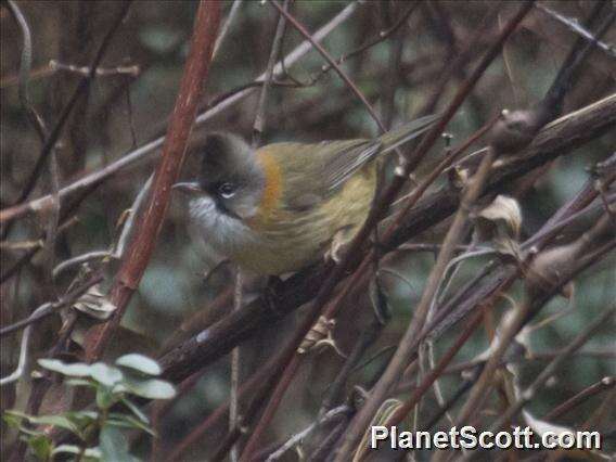 Plancia ëd Yuhina flavicollis Hodgson 1836