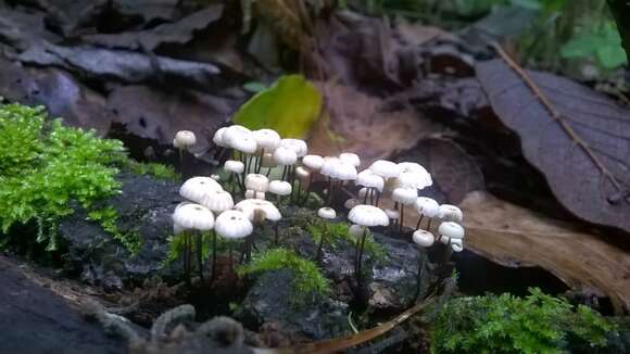 Image of Marasmius rotula (Scop.) Fr. 1838