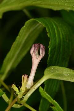 Image of Ceropegia media (Huber) M. Y. Ansari