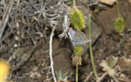 Image of Lorquin’s Blue