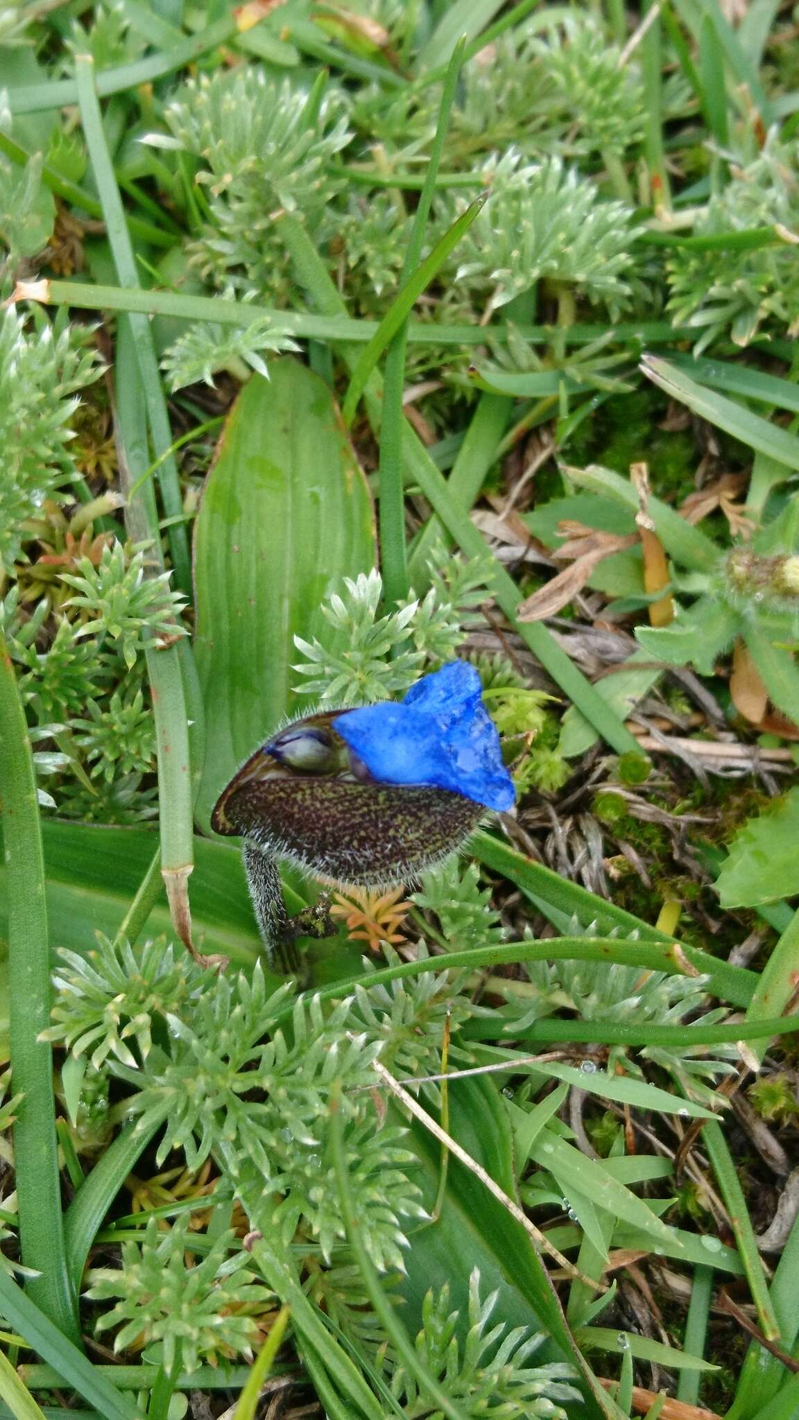 Image of Commelina elliptica Kunth