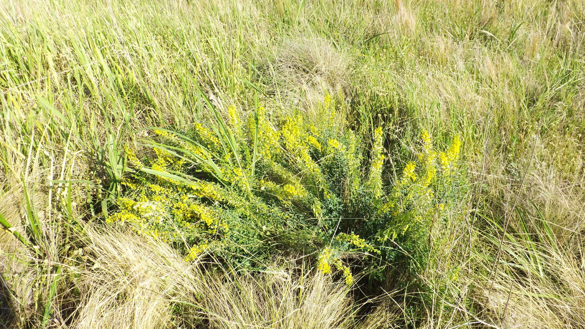 Image of Poiretia tetraphylla (Poir.) Burkart