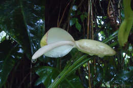 Image of Philodendron appendiculatum Nadruz & Mayo