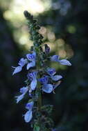 Image of <i>Coleus argentatus</i>