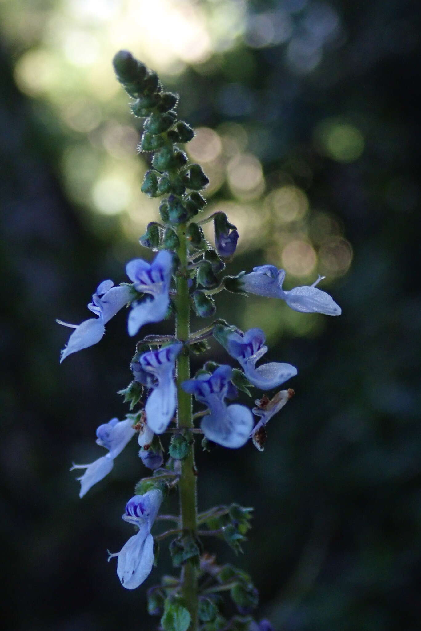 Image of <i>Coleus argentatus</i>