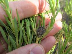 Image of <i>Leucadendron <i>lanigerum</i></i> var. lanigerum