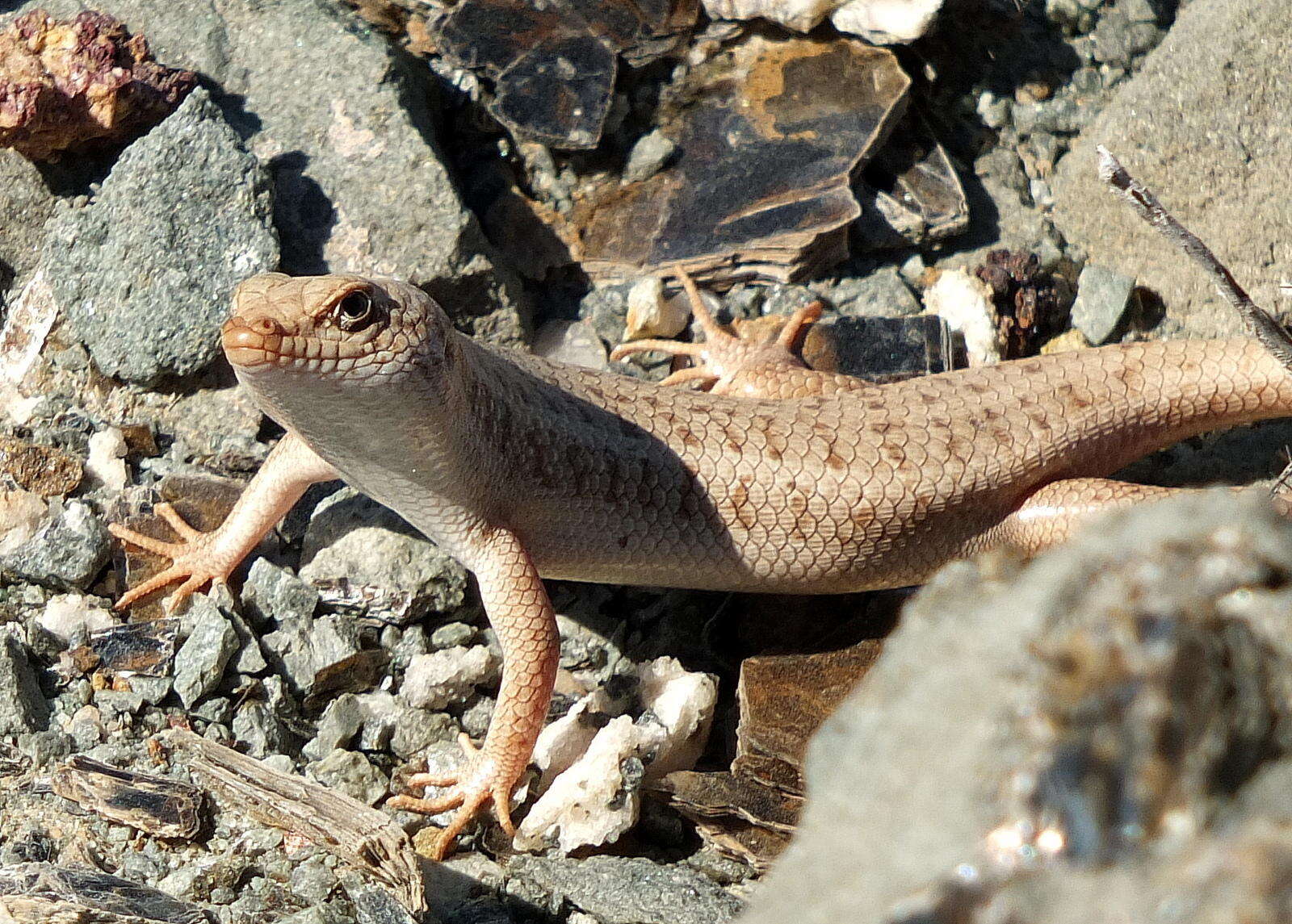 Sivun Trachylepis hoeschi (Mertens 1954) kuva