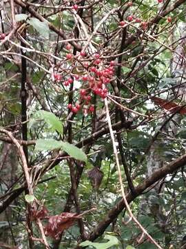 Image of Viburnum luzonicum Rolfe