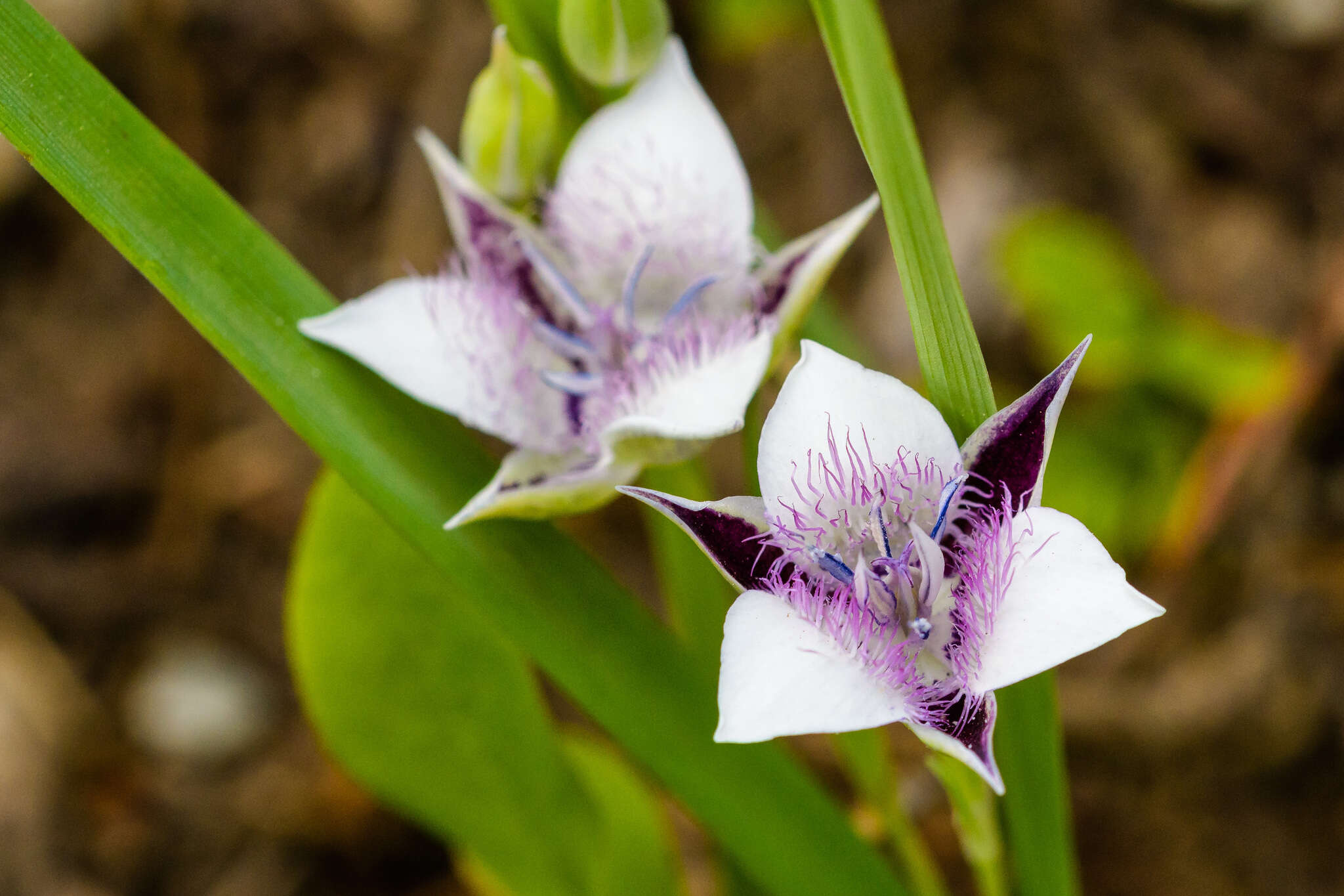 Image of Selway mariposa lily