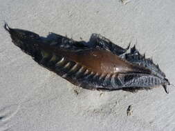 Image of Cape Elephantfish