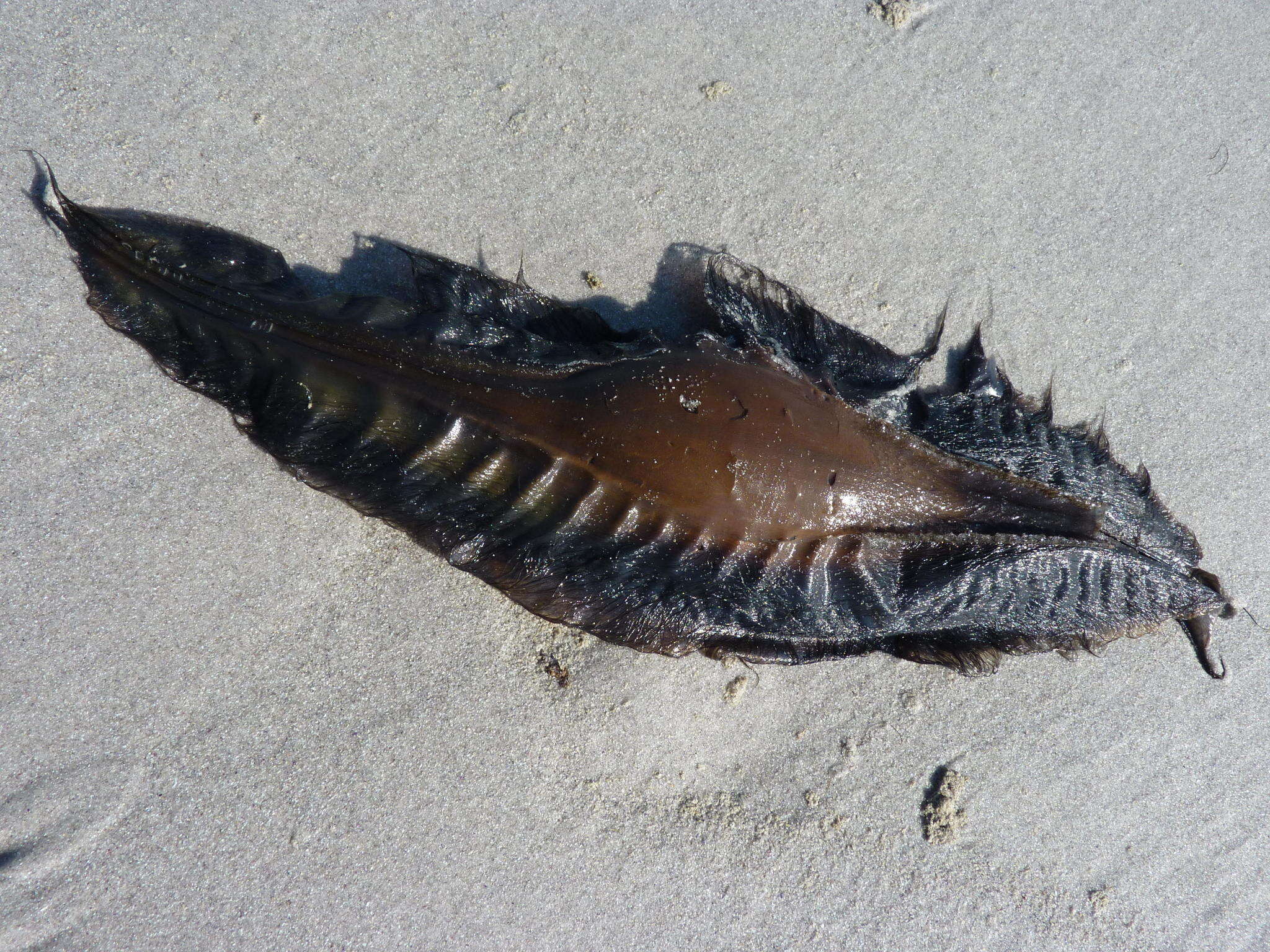 Image of Cape Elephantfish