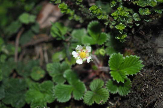 Image de Fragaria nilgerrensis subsp. nilgerrensis