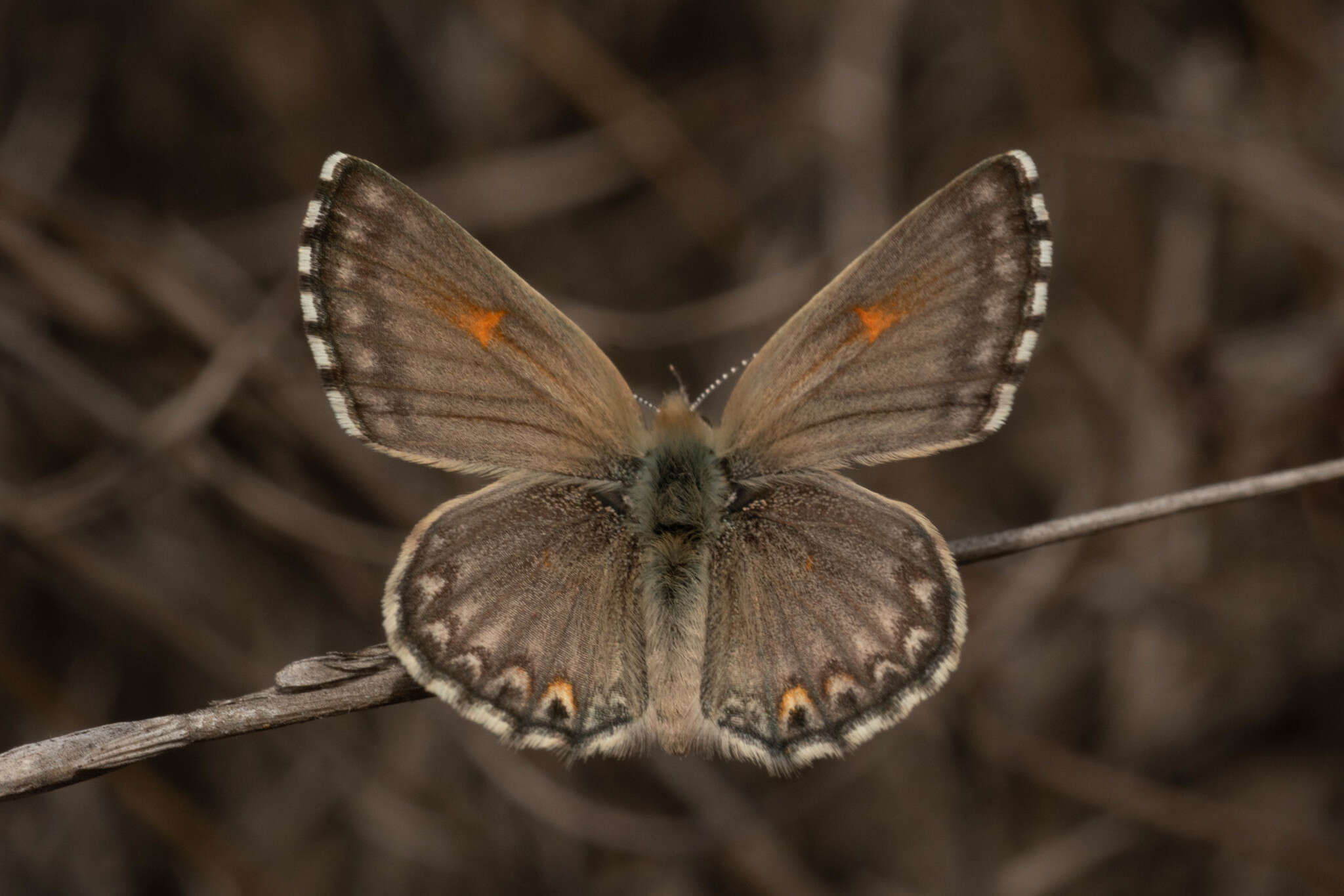 Слика од Pseudolucia chilensis (Blanchard 1852)