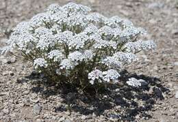 Image of annual candytuft