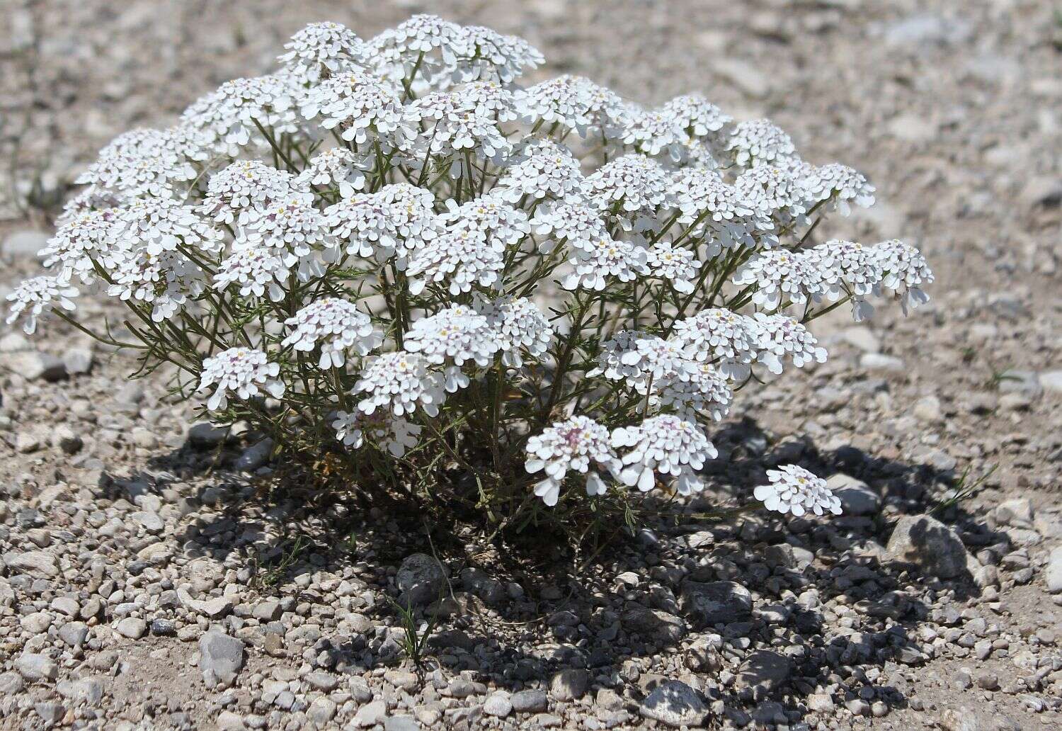 Imagem de Iberis pinnata L.