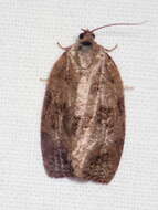 Image of Large Aspen Tortrix