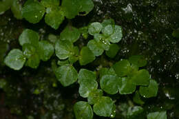 Image of Pilea peploides (Gaudich.) Hook. & Arn.