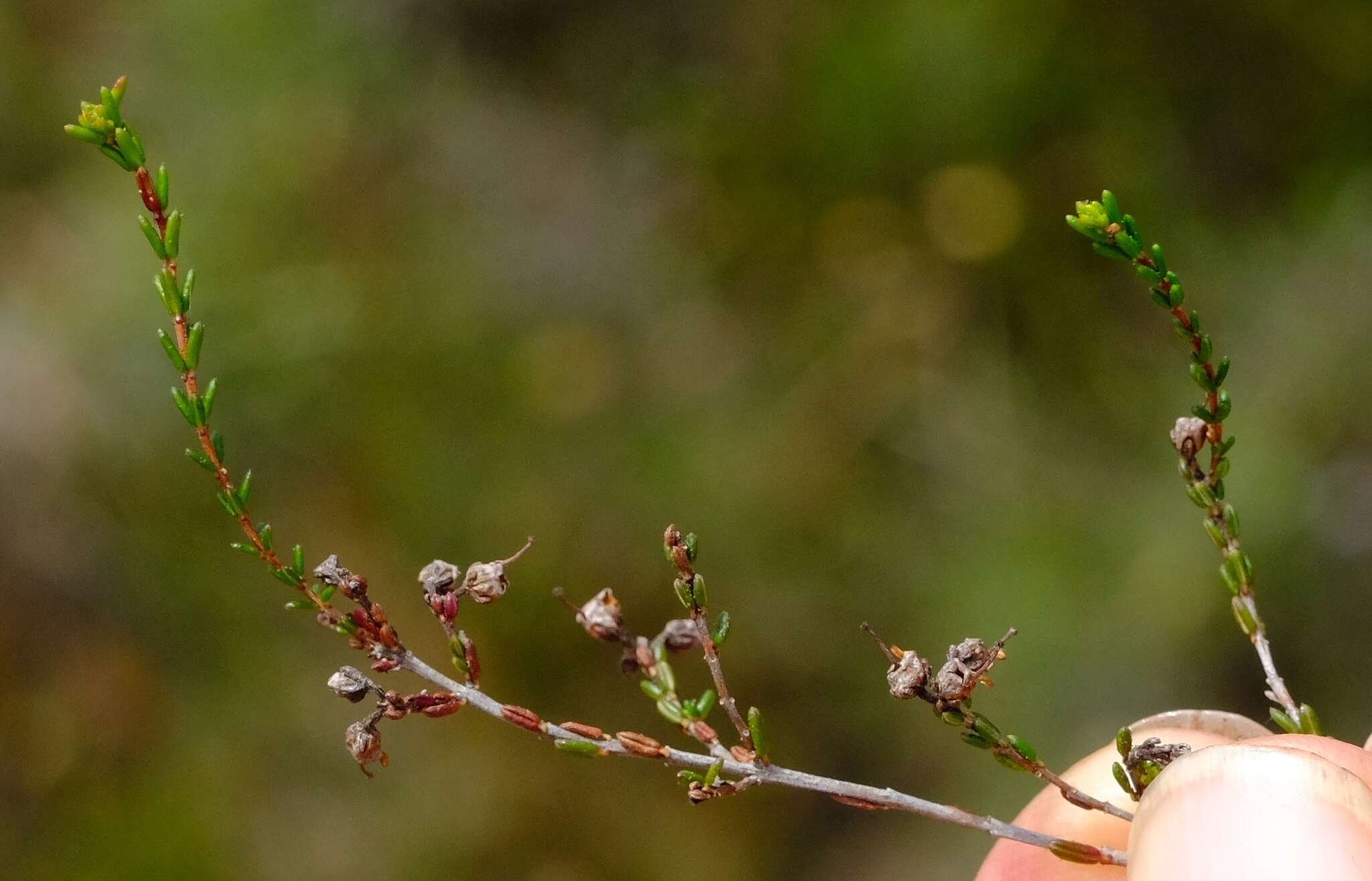 Слика од Erica brachysepala Guthrie & Bolus