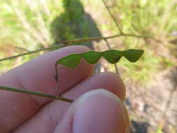 Sivun Desmodium fernaldii B. G. Schub. kuva