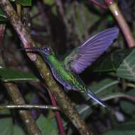 Image of White-tailed Sabrewing