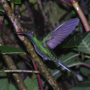 Image of White-tailed Sabrewing