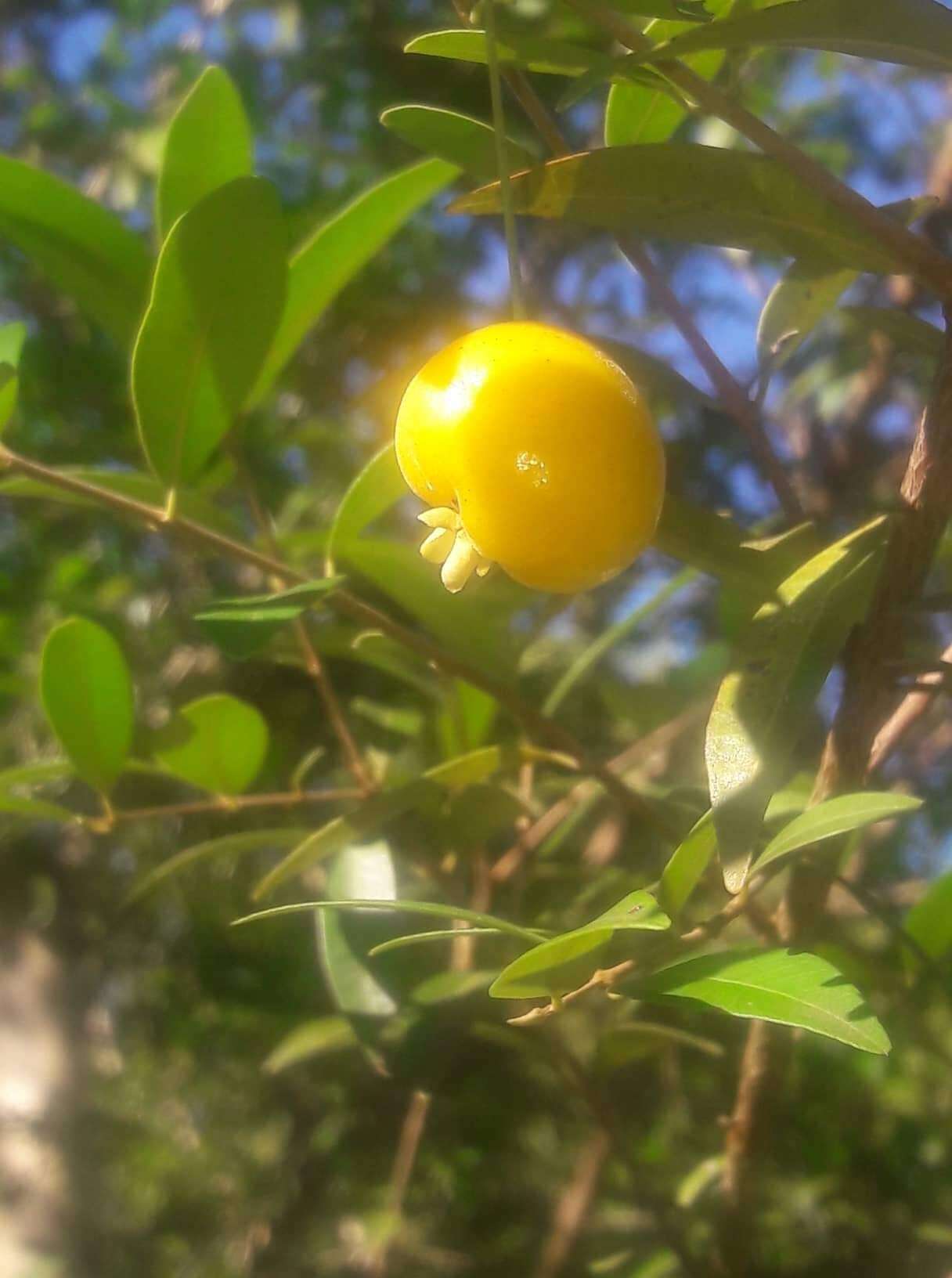 Image de Eugenia pyriformis Cambess.