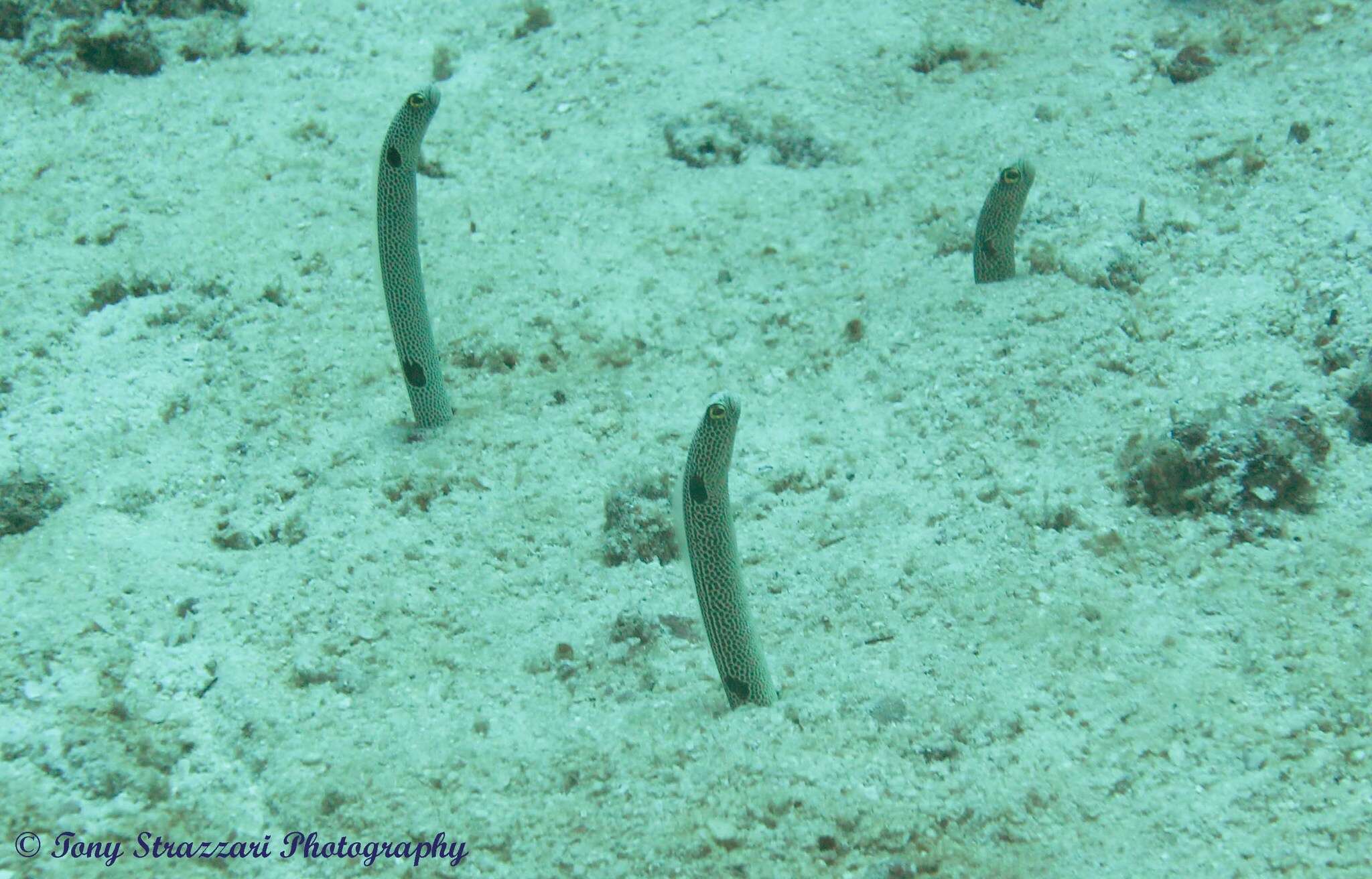 Image of Black spotted garden eel