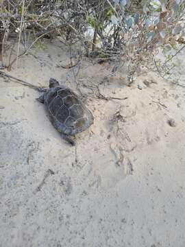 Image of Coahuilan box turtle