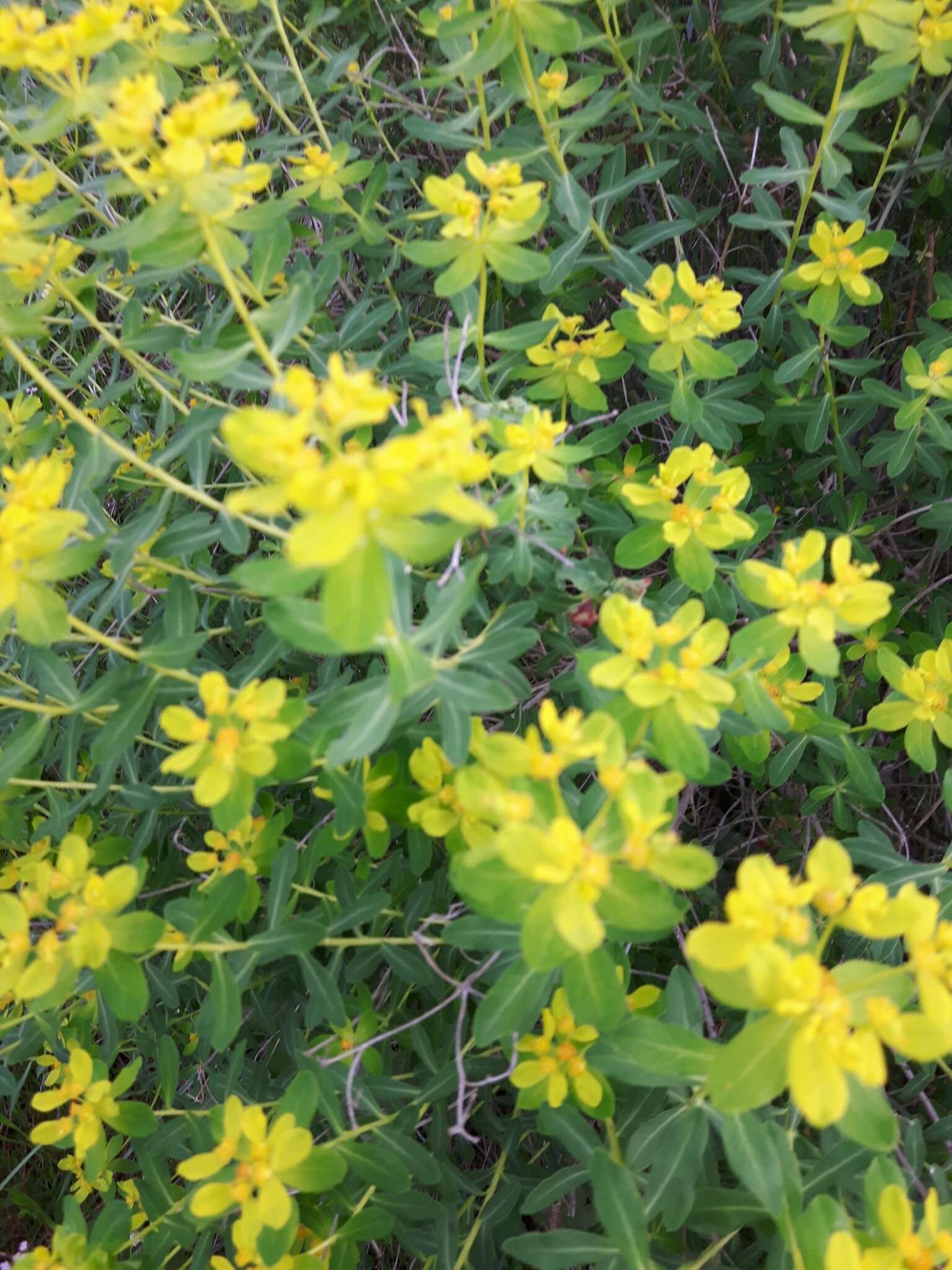 Image of Euphorbia hierosolymitana Boiss.