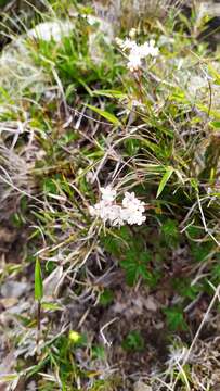 Filipendula kiraishiensis Hayata的圖片