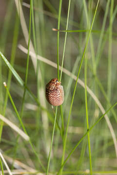 صورة <i>Paropsisterna decolorata</i>