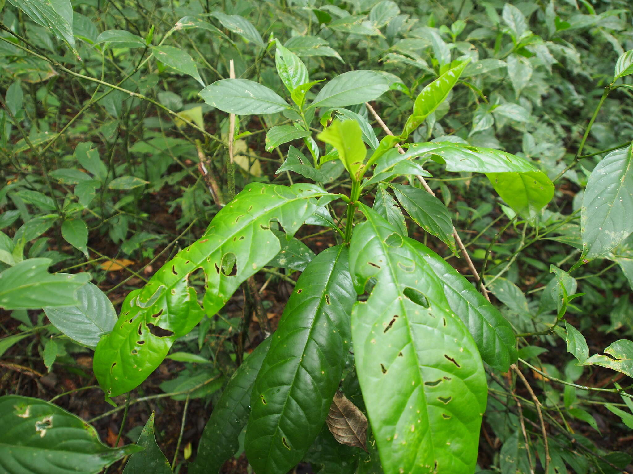 Imagem de Vochysia guatemalensis J. D. Smith