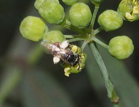 Image of Lasioglossum hemichalceum (Cockerell 1923)