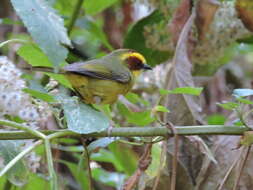 Image of Golden-browed Warbler