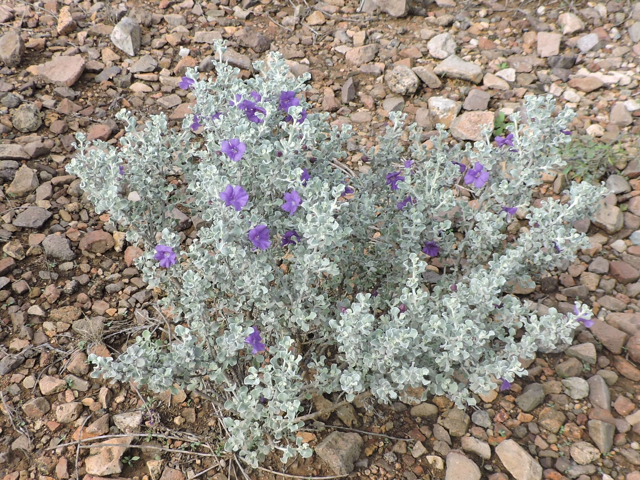 Image of Brewster County barometerbush